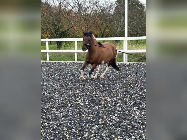 Huzule Ruin 5 Jaar 136 cm Gevlekt-paard in Sasbach