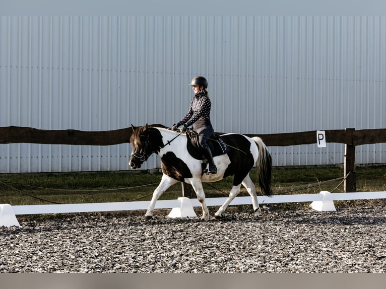 Huzule Ruin 5 Jaar 142 cm Gevlekt-paard in Coch