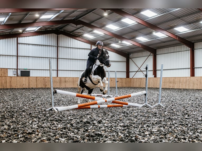 Huzule Ruin 5 Jaar 142 cm Gevlekt-paard in Coch