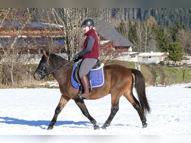 Huzule Ruin 5 Jaar 143 cm Falbe in Ramsau/D.