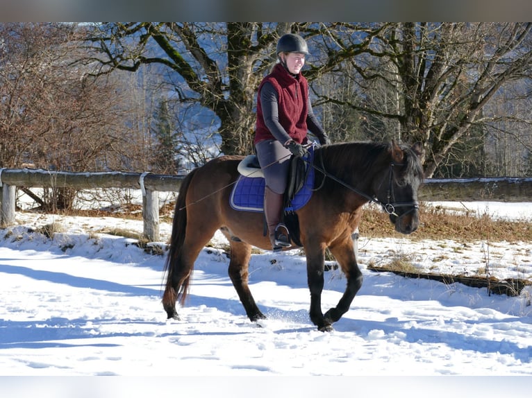 Huzule Ruin 5 Jaar 143 cm Falbe in Ramsau/D.