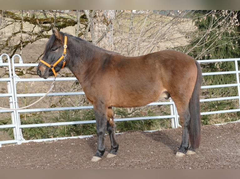 Huzule Ruin 5 Jaar 143 cm Falbe in Ramsau/D.