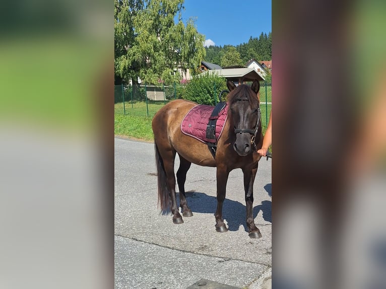 Huzule Ruin 5 Jaar 145 cm Donkerbruin in Ligist
