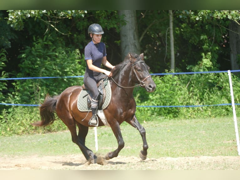Huzule Ruin 5 Jaar 145 cm Zwart in Ramsau