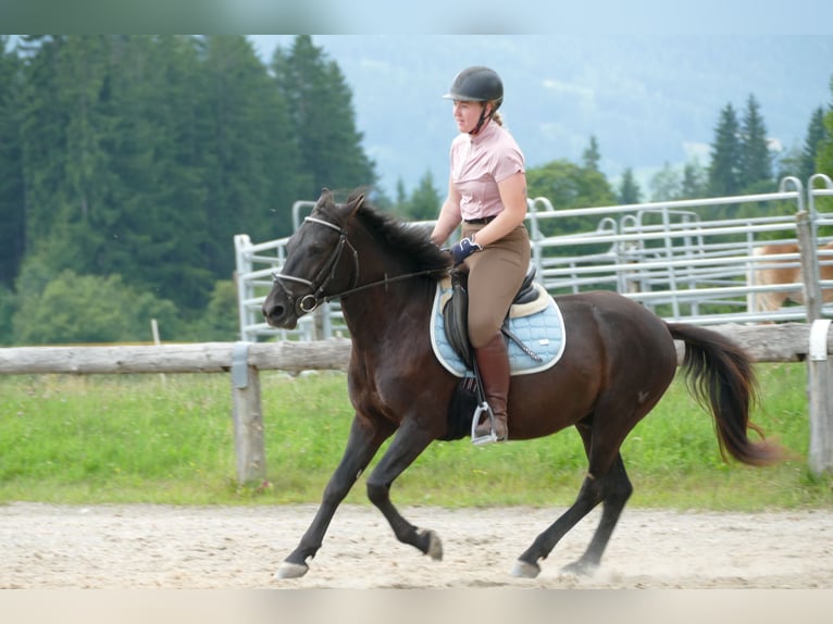 Huzule Ruin 5 Jaar 145 cm Zwart in Ramsau