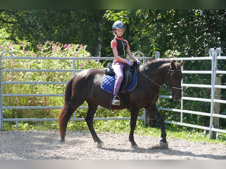 Huzule Ruin 5 Jaar 145 cm Zwart in Ramsau