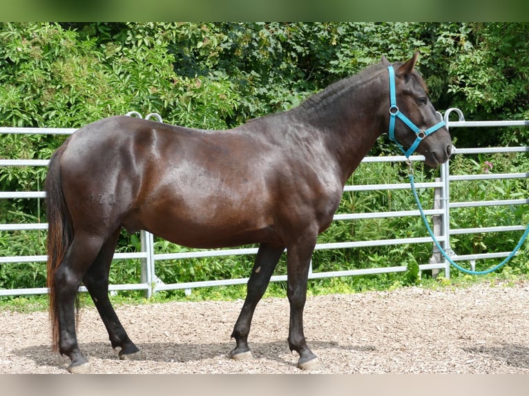 Huzule Ruin 5 Jaar 145 cm Zwart in Ramsau