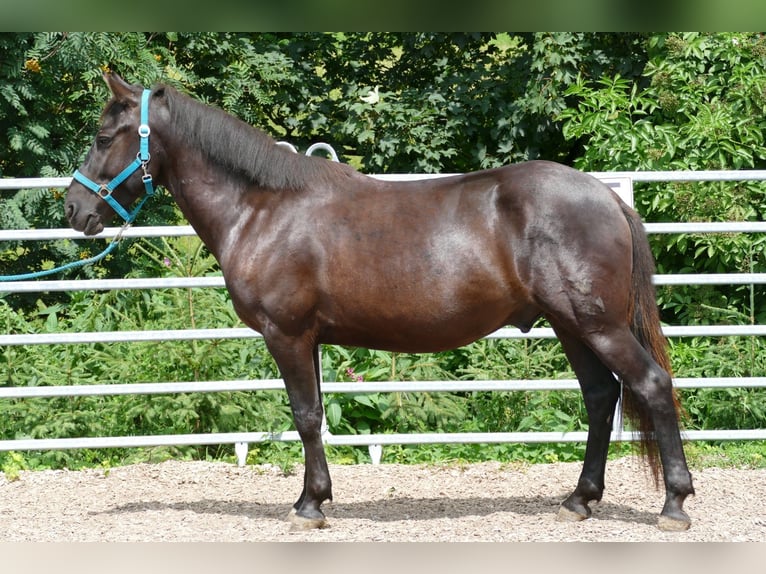 Huzule Ruin 5 Jaar 145 cm Zwart in Ramsau