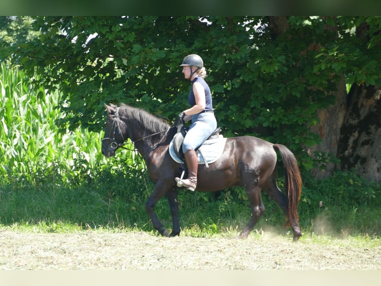 Huzule Ruin 5 Jaar 145 cm Zwart in Ramsau