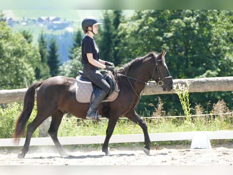 Huzule Ruin 5 Jaar 145 cm Zwart in Ramsau