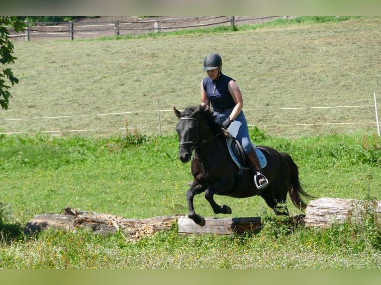 Huzule Ruin 5 Jaar 145 cm Zwart in Ramsau