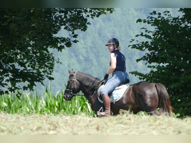 Huzule Ruin 5 Jaar 145 cm Zwart in Ramsau
