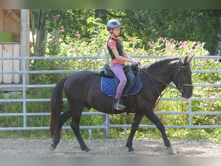Huzule Ruin 5 Jaar 145 cm Zwart in Ramsau