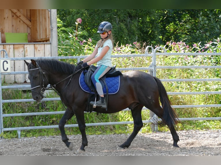 Huzule Ruin 5 Jaar 145 cm Zwart in Ramsau