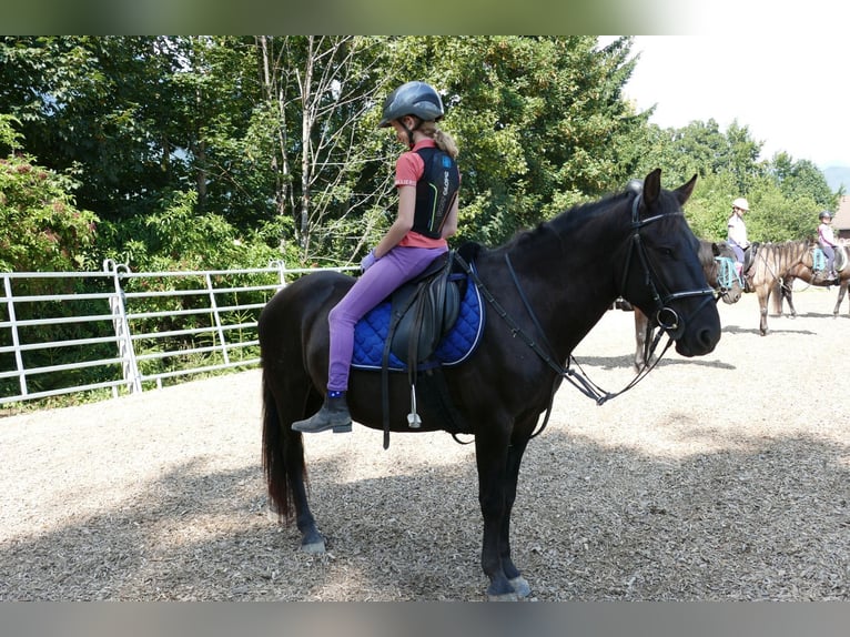 Huzule Ruin 5 Jaar 145 cm Zwart in Ramsau