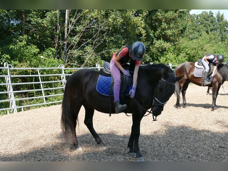Huzule Ruin 5 Jaar 145 cm Zwart in Ramsau