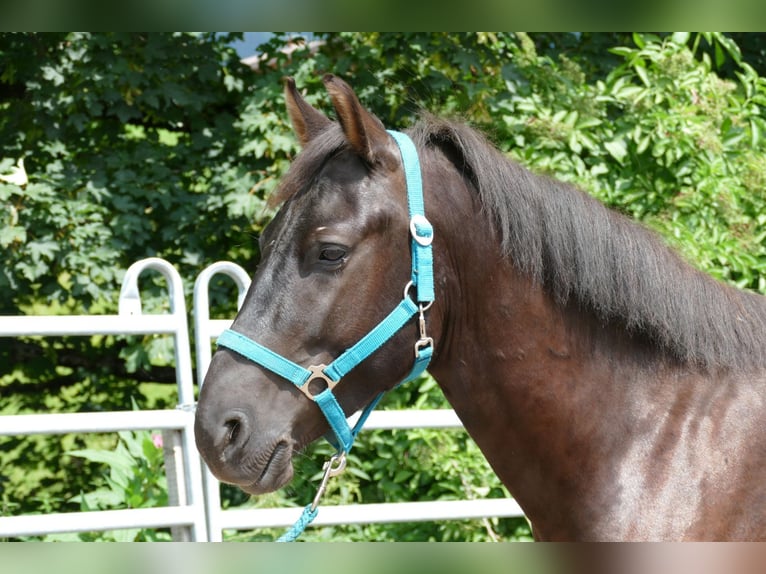 Huzule Ruin 5 Jaar 145 cm Zwart in Ramsau