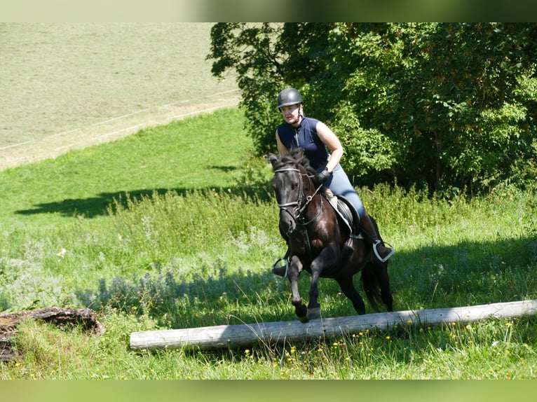 Huzule Ruin 5 Jaar 145 cm Zwart in Ramsau