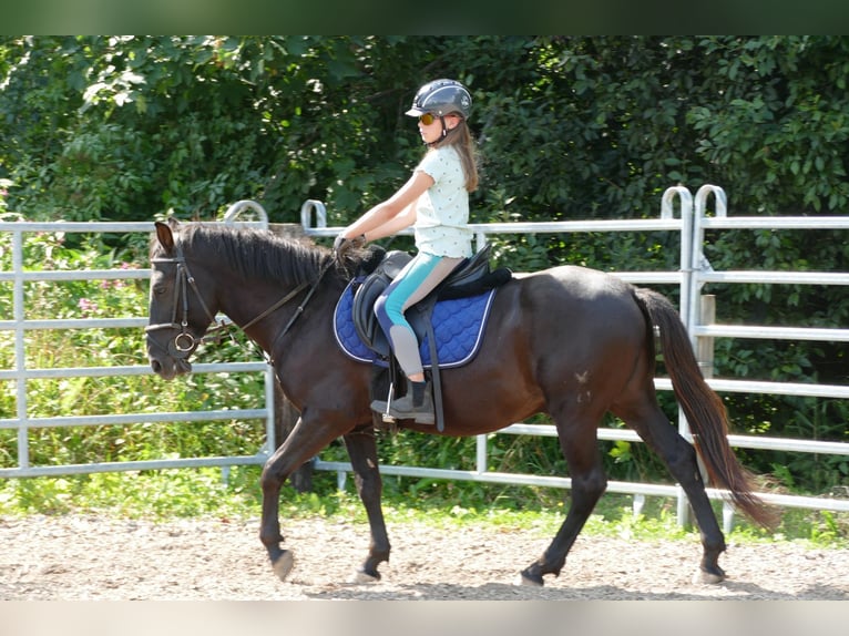 Huzule Ruin 5 Jaar 145 cm Zwart in Ramsau