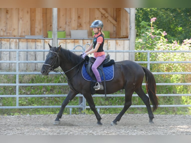 Huzule Ruin 5 Jaar 145 cm Zwart in Ramsau