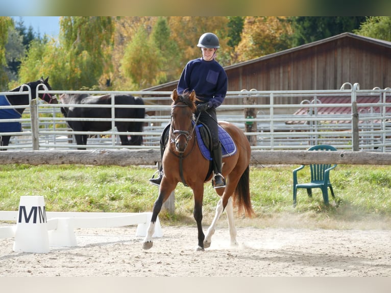 Huzule Mix Ruin 5 Jaar 150 cm Gevlekt-paard in Ramsau