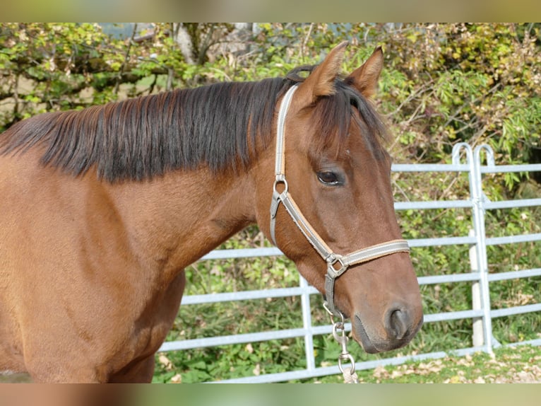 Huzule Mix Ruin 5 Jaar 150 cm Gevlekt-paard in Ramsau