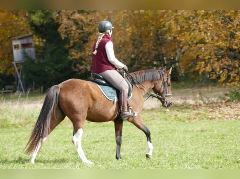 Huzule Mix Ruin 5 Jaar 150 cm Gevlekt-paard in Ramsau