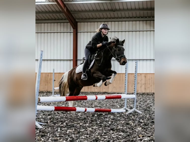 Huzule Ruin 6 Jaar 136 cm Gevlekt-paard in Coch