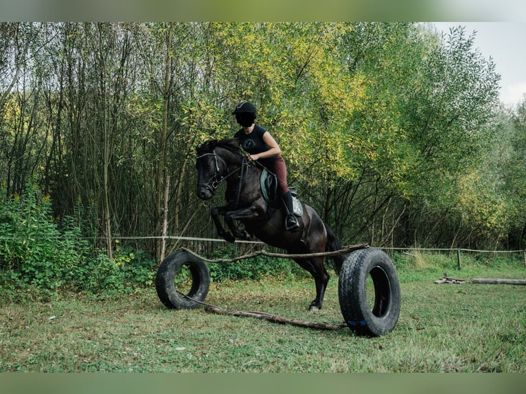 Huzule Ruin 6 Jaar 140 cm Zwart in Jawornik