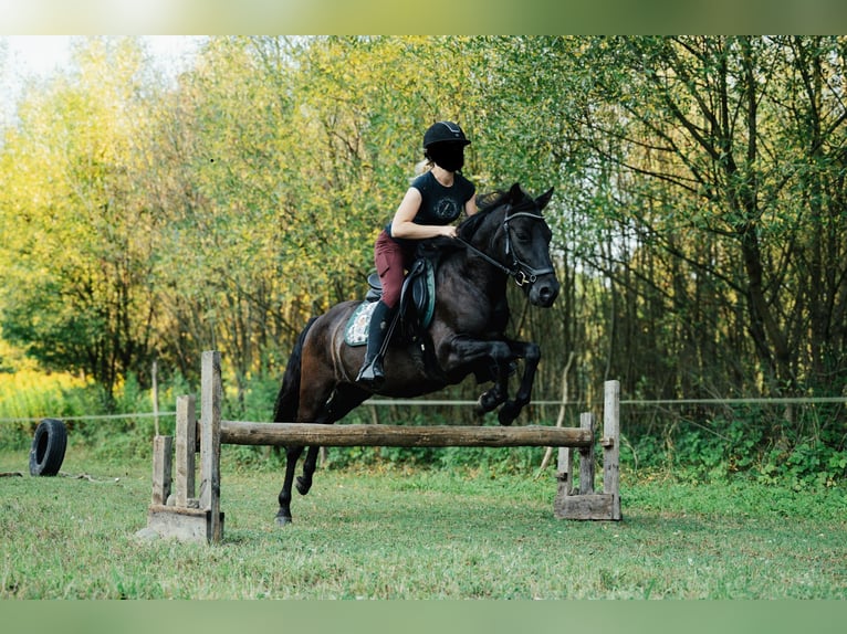 Huzule Ruin 6 Jaar 140 cm Zwart in Jawornik