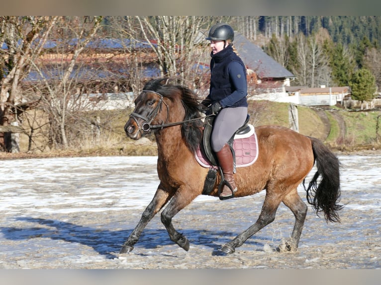 Huzule Ruin 6 Jaar 142 cm Falbe in Ramsau/D.