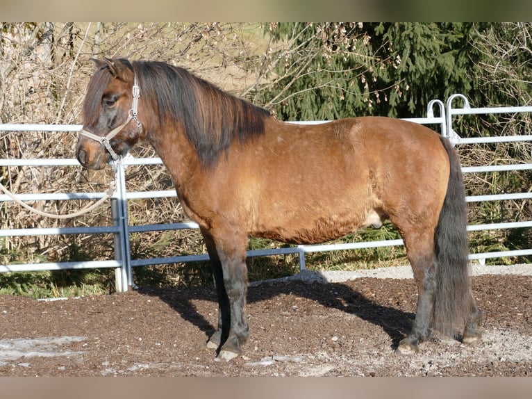 Huzule Ruin 6 Jaar 142 cm Falbe in Ramsau/D.