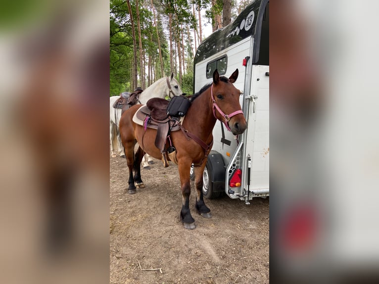 Huzule Mix Ruin 6 Jaar 144 cm Bruin in Münster