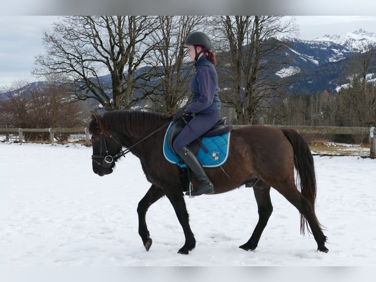 Huzule Ruin 6 Jaar 145 cm Falbe in Ramsau