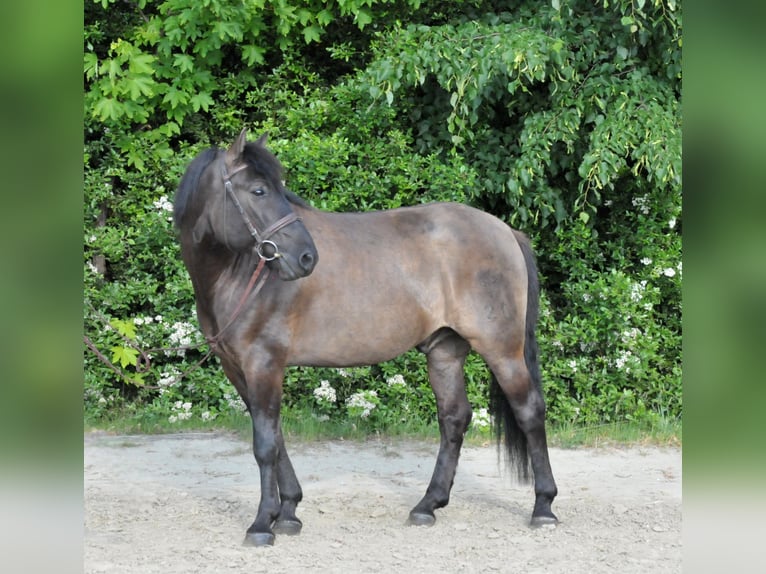 Huzule Ruin 6 Jaar 147 cm Falbe in Schattendorf