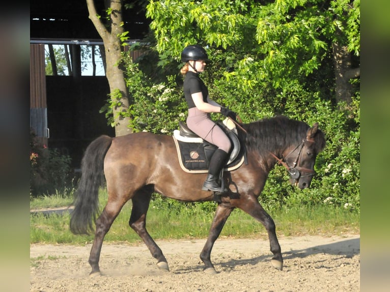 Huzule Ruin 6 Jaar 147 cm Falbe in Schattendorf
