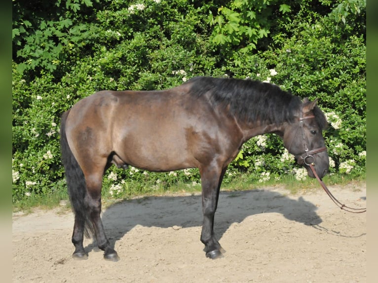 Huzule Ruin 6 Jaar 147 cm Falbe in Schattendorf