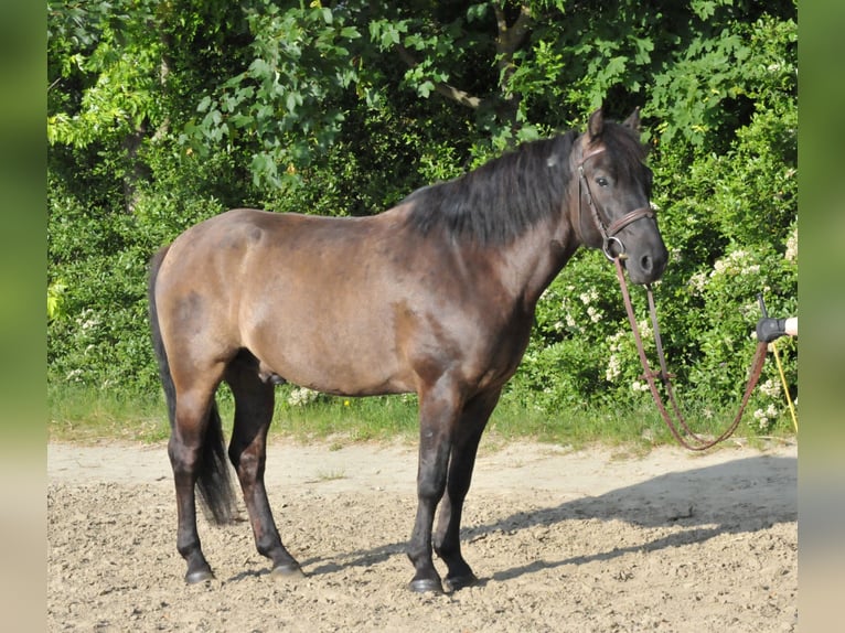 Huzule Ruin 6 Jaar 147 cm Falbe in Schattendorf