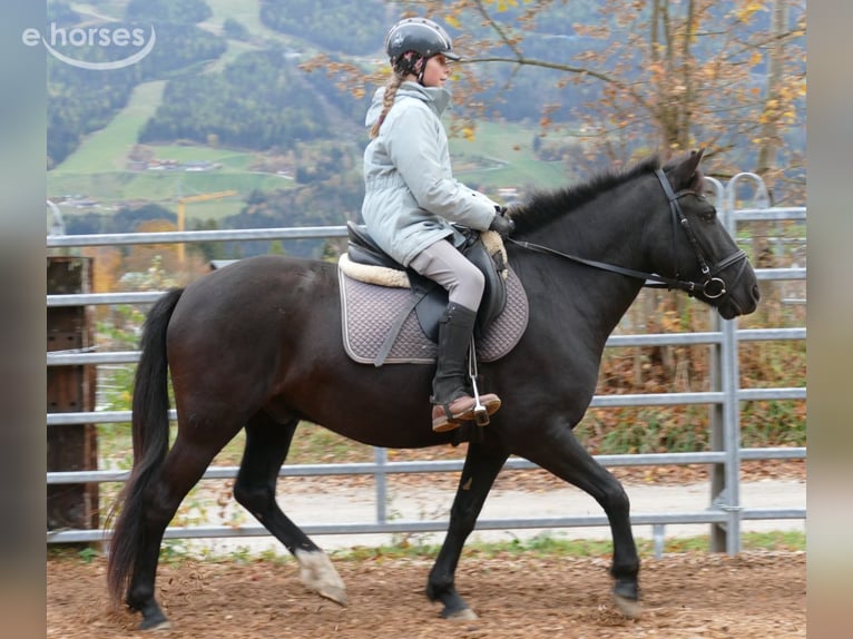 Huzule Ruin 6 Jaar 149 cm Zwart in Ramsau am Dachstein