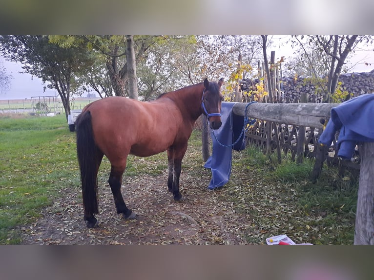 Huzule Ruin 7 Jaar 138 cm Bruin in Oggau am Neusiedler See
