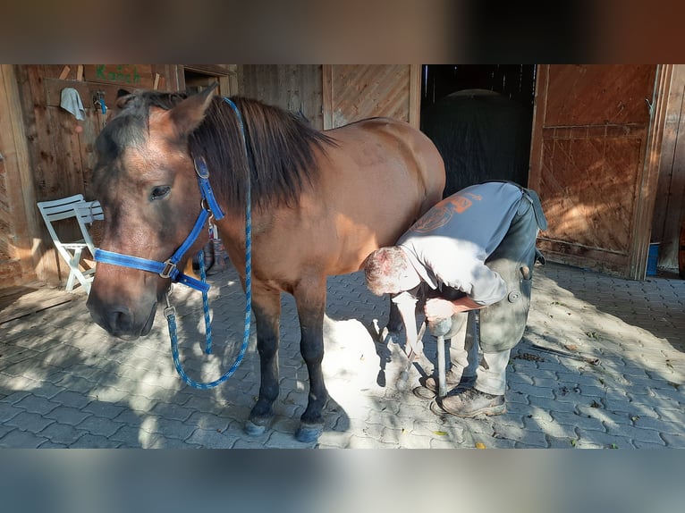 Huzule Ruin 7 Jaar 138 cm Bruin in Oggau am Neusiedler See