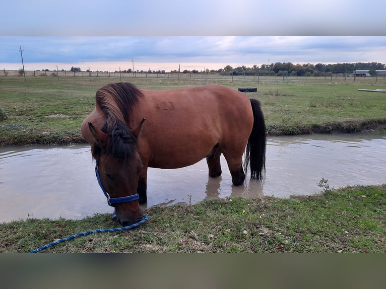 Huzule Ruin 7 Jaar 138 cm Bruin in Oggau am Neusiedler See
