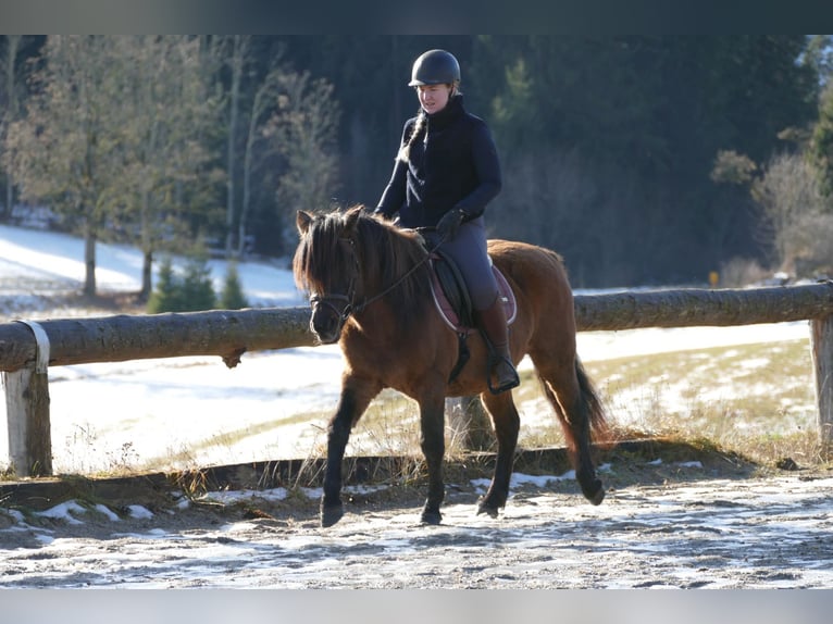 Huzule Ruin 7 Jaar 142 cm Falbe in Ramsau/D.