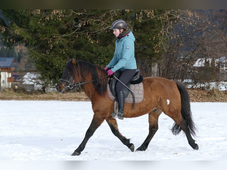 Huzule Ruin 7 Jaar 142 cm Falbe in Ramsau/D.