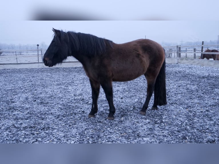Huzule Ruin 7 Jaar 145 cm Donkerbruin in Mertingen