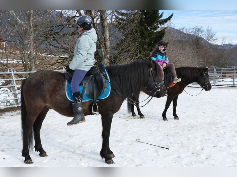 Huzule Ruin 8 Jaar 143 cm Falbe in Ramsau
