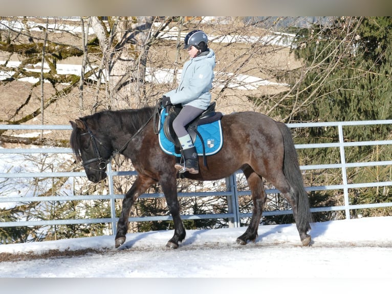 Huzule Ruin 8 Jaar 143 cm Falbe in Ramsau