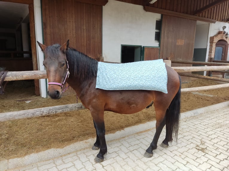 Huzule Ruin 8 Jaar 145 cm Bruin in Sipbachzell