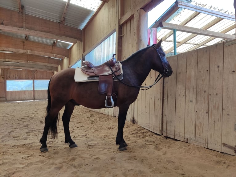 Huzule Ruin 8 Jaar 145 cm Bruin in Sipbachzell