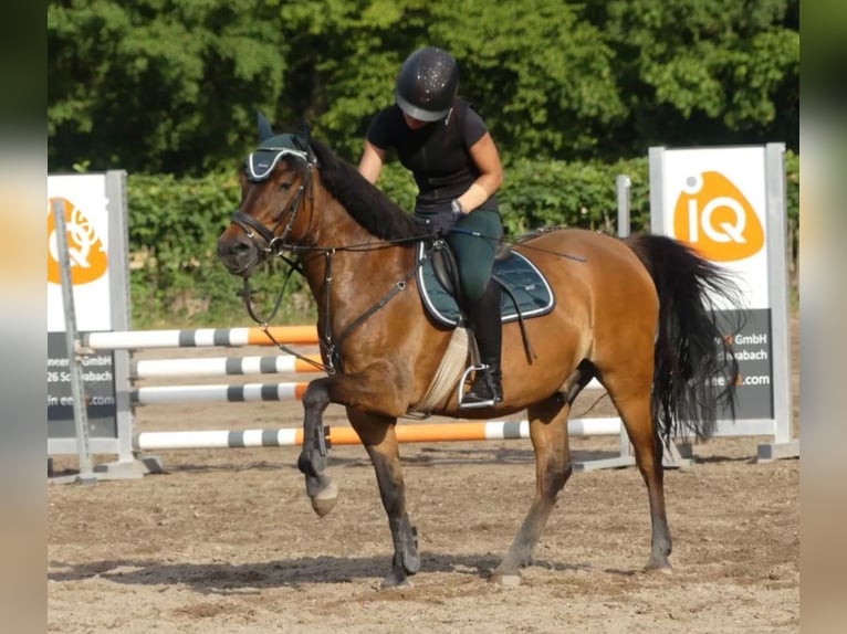 Huzule Ruin 8 Jaar 146 cm Bruin in Schwabach